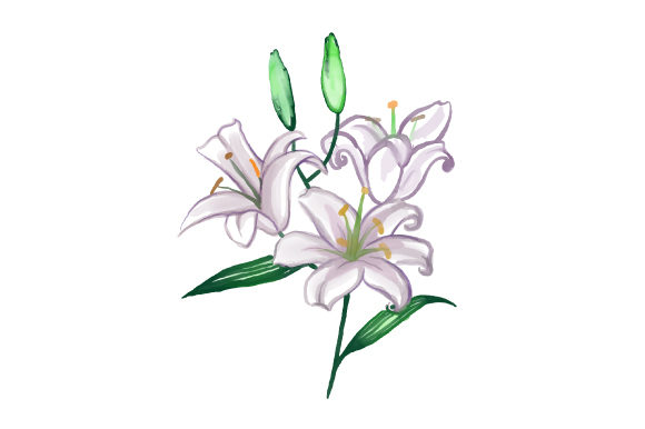Watercolour Lilies: A Soft, Organic Touch for Nature-Inspired Branding and Design